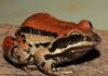 Paraguay registra 91 anfibios: enfermedades, falta de hábitats y cambio climático son amenazas globales Leptodactylus apepyta, paraguay anfibios