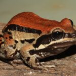 Paraguay registra 91 anfibios: enfermedades, falta de hábitats y cambio climático son amenazas globales Leptodactylus apepyta, paraguay anfibios