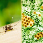 ¿Por qué persiste la epidemia de dengue en el Paraguay? Algunas respuestas científicas