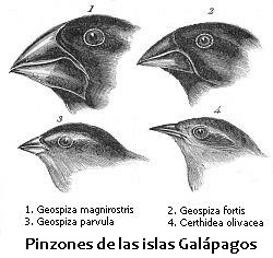 Pinzones de las islas Galápagos