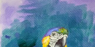 Cómo la ciencia y el turismo evitan que el guacamayo azul y amarillo desaparezca en Paraguay ilustración del gua'a kaninde