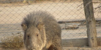La otra Guerra del Chaco: los taguás luchan contra su extinción en el siglo XXI