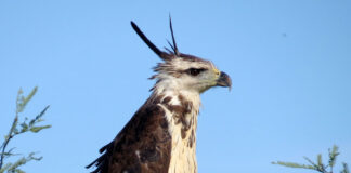 De Argentina a Paraguay: La odisea de un águila coronada y el urgente llamado a salvarla