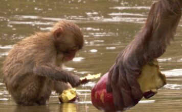¿Los animales tienen cultura? ¿los animales tienen cultura? Macacos japoneses lavan su comida