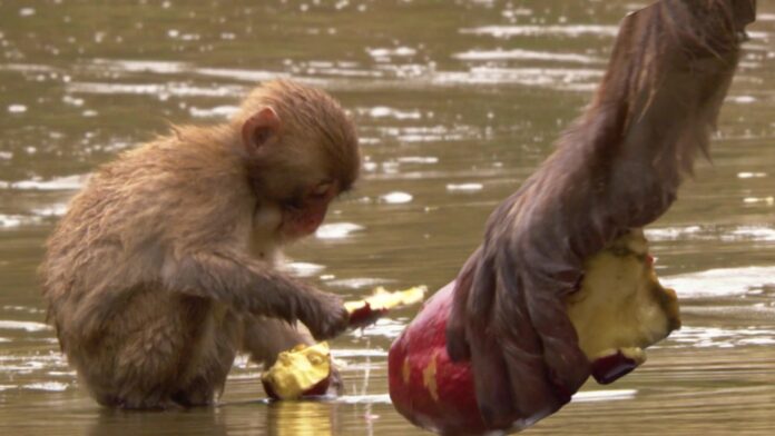 323594377_1017652375922841_6779922796847860973_n ¿los animales tienen cultura? Macacos japoneses lavan su comida