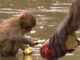 ¿Los animales tienen cultura? ¿los animales tienen cultura? Macacos japoneses lavan su comida