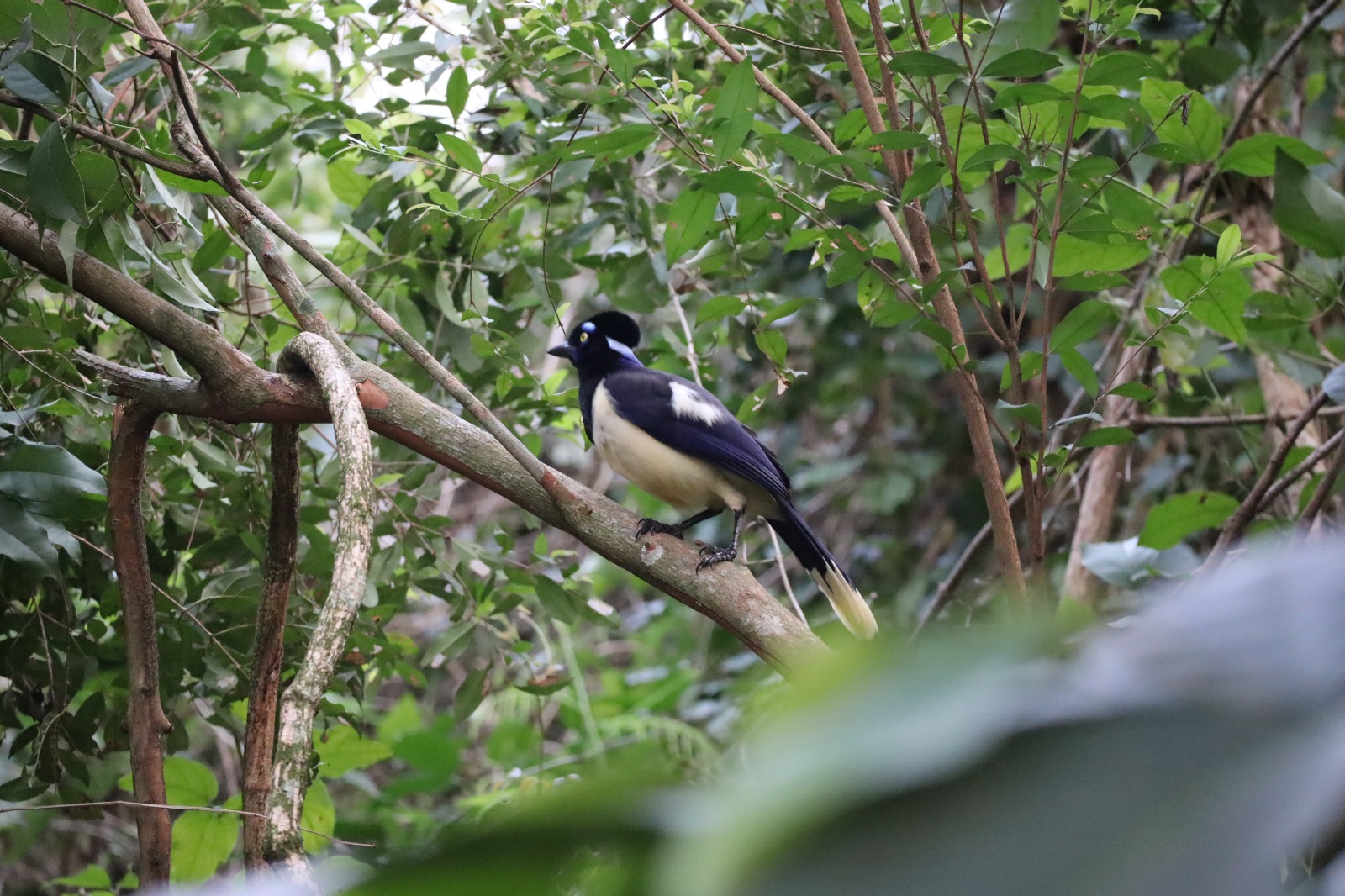 urraca, Cyanocorax chrysops
