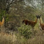 La fiebre extractivista que amenaza los Médanos del Chaco