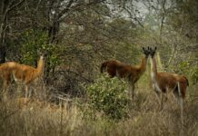 La fiebre extractivista que amenaza los Médanos del Chaco