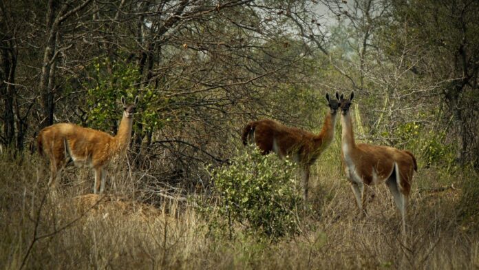 Guanaco PNMedanos Foto MADES