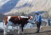 Investigadores de Iberoamérica se reúnen en Paraguay para estudiar la etnoveterinaria