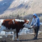 Investigadores de Iberoamérica se reúnen en Paraguay para estudiar la etnoveterinaria