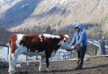 Investigadores de Iberoamérica se reúnen en Paraguay para estudiar la etnoveterinaria