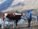 Investigadores de Iberoamérica se reúnen en Paraguay para estudiar la etnoveterinaria